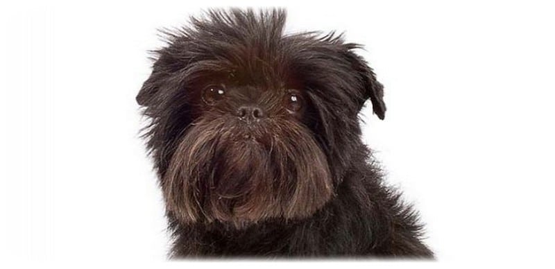 Affenpinscher Irkı