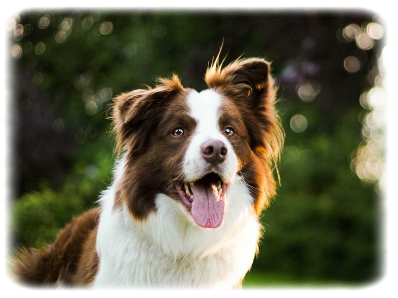 Border Collie