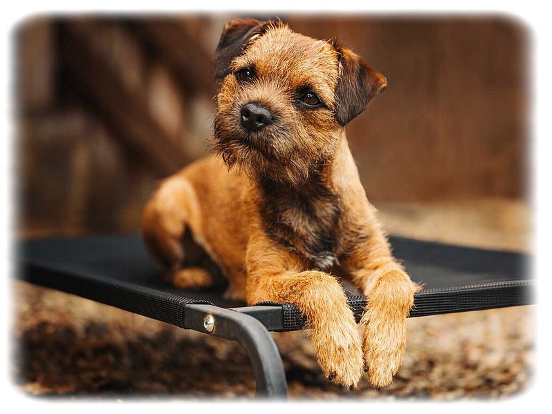 Border Terrier