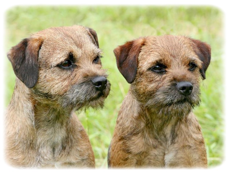 Border Terrier