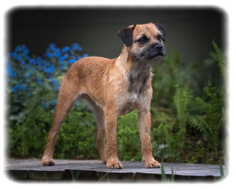 Border Terrier