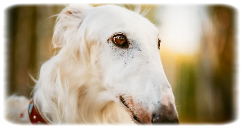 Borzoi