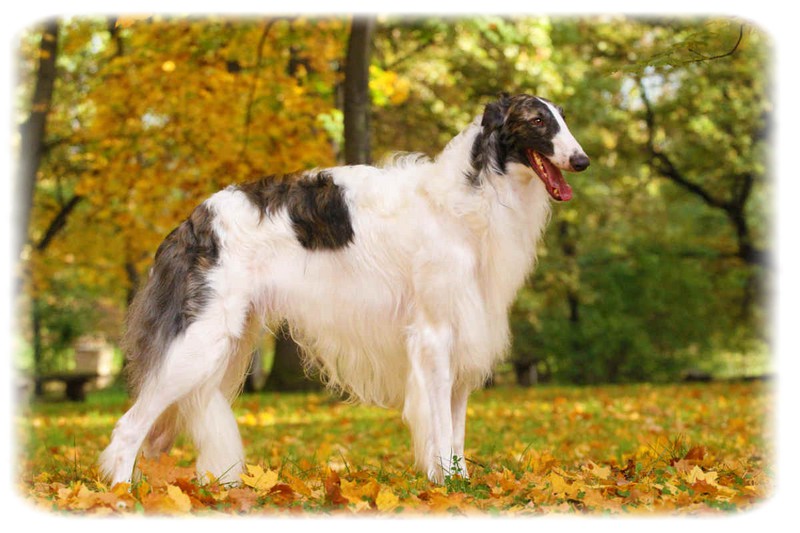 Borzoi