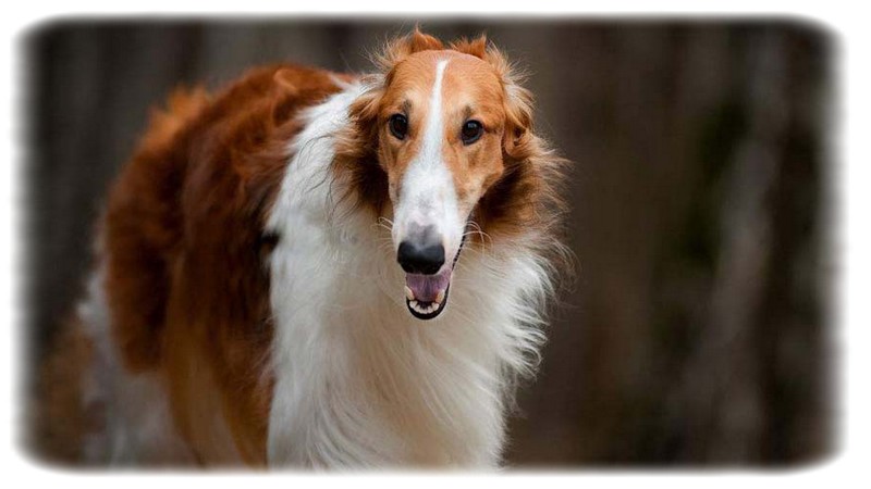 Borzoi