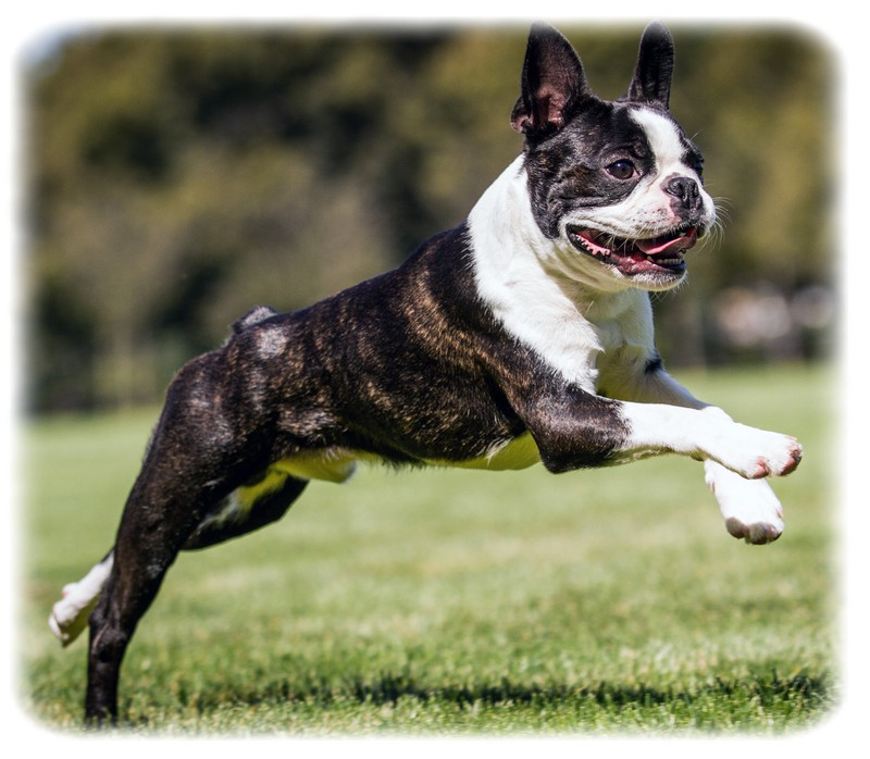 Boston Terrier