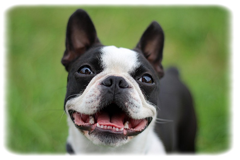 Boston Terrier