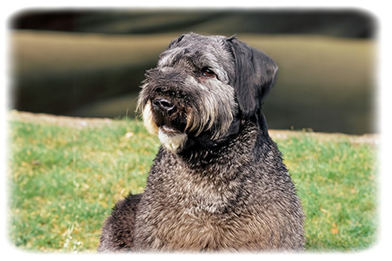 Bouvier des Flandres