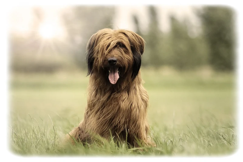 Briard