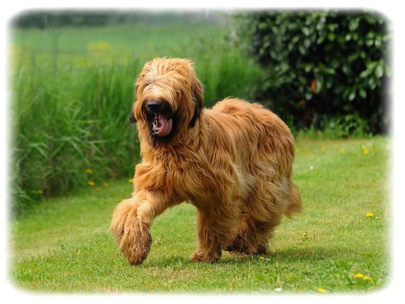 Briard