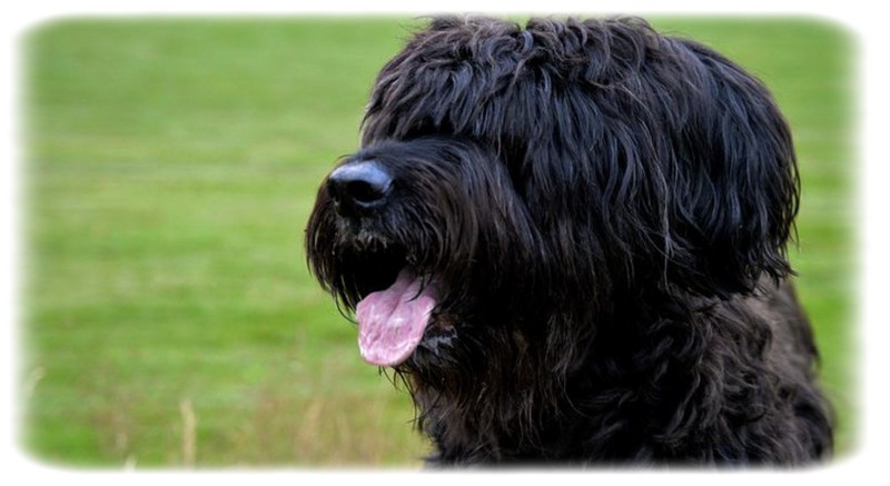 Briard