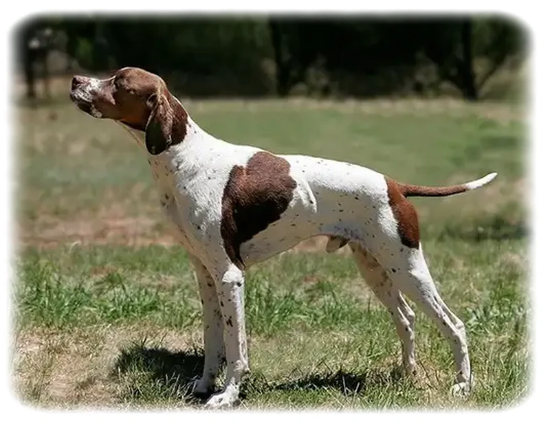 Burgos Pointer