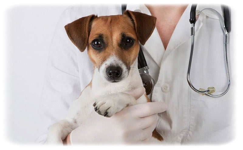 Köpek Aşı Takvimi