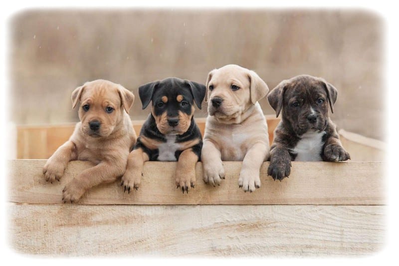 Köpek Bakımı Rehberi