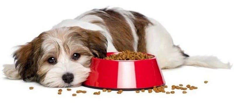 Köpeklerde Beslenme Nasıl Olmalıdır