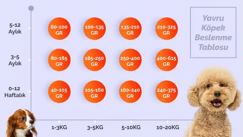 Köpeklerde Beslenme