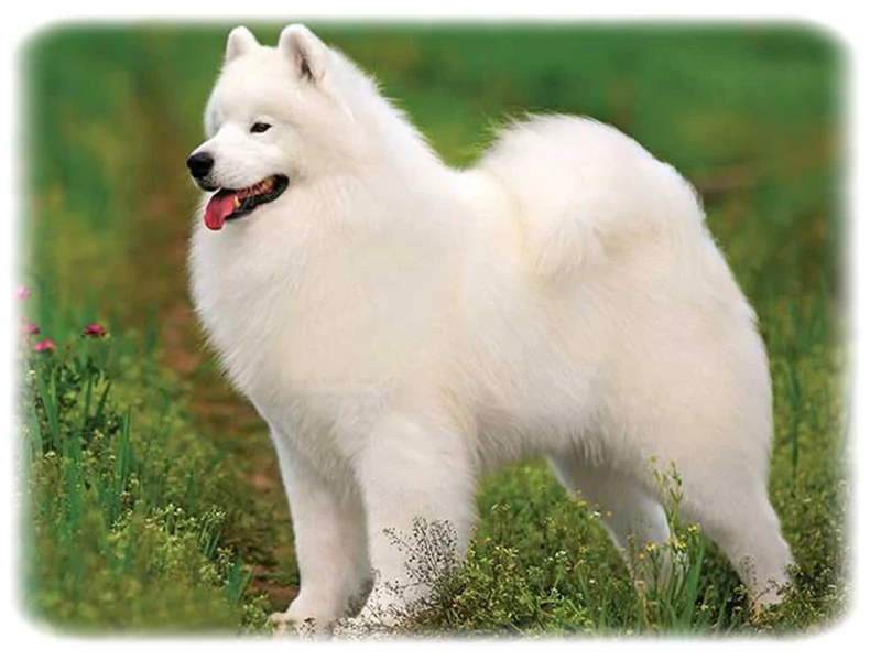 Amerikan Eskimo Köpeği