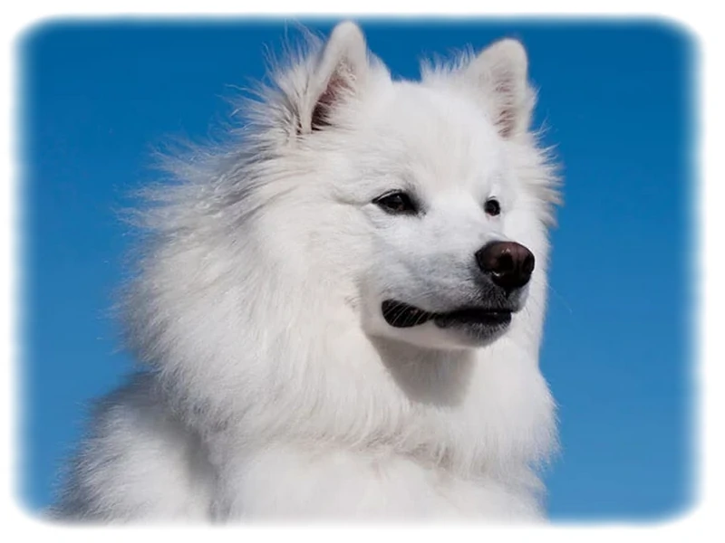 Amerikan Eskimo Köpeği