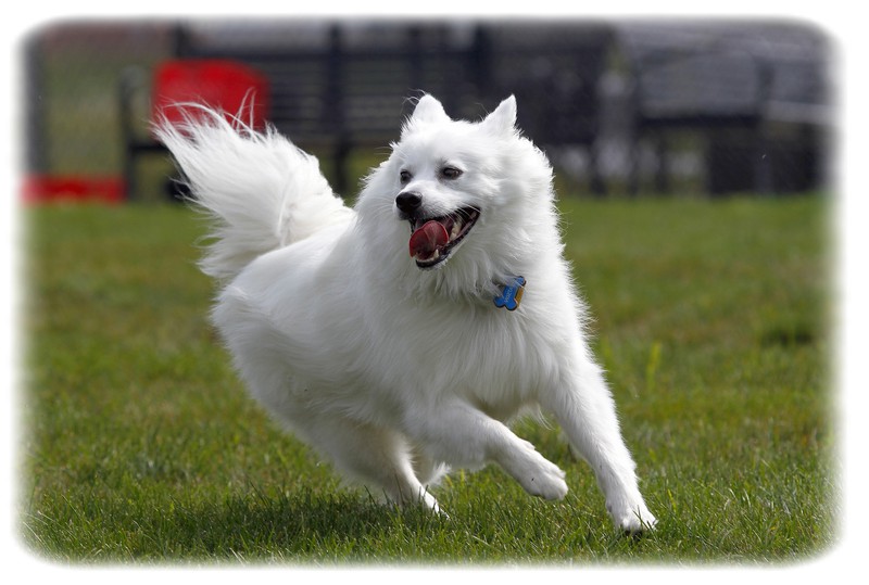 Amerikan Eskimo Köpeği