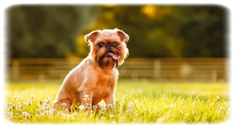 Brussels Griffon