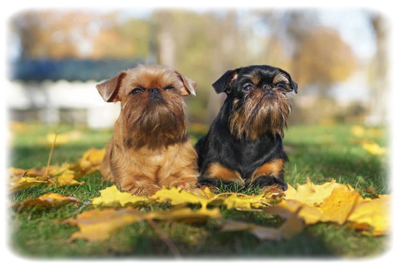 Brussels Griffon