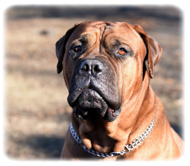 Bullmastiff