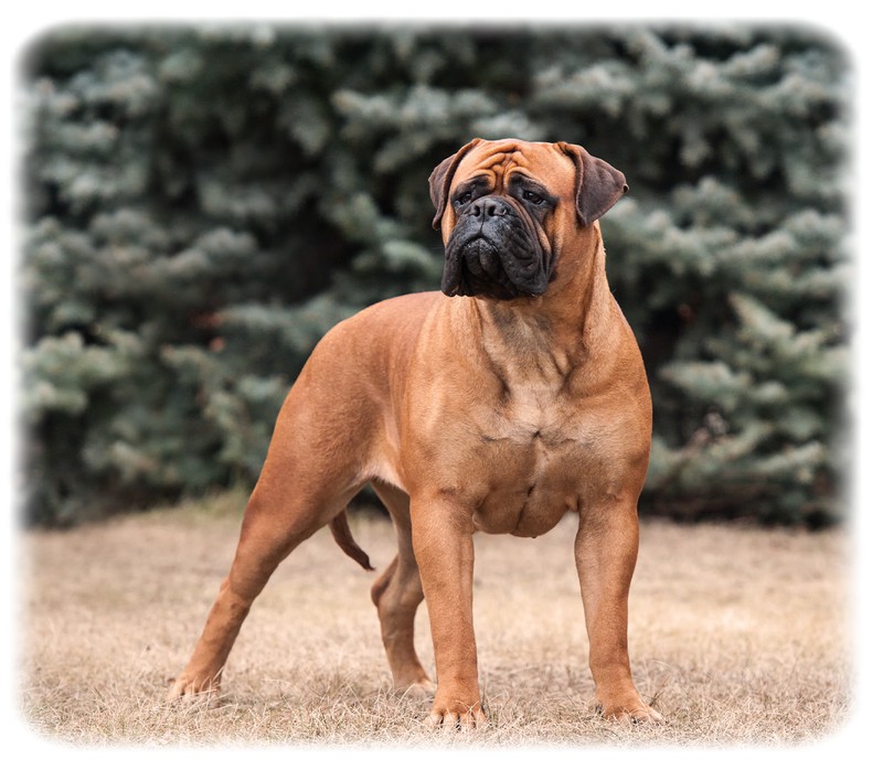 Bullmastiff