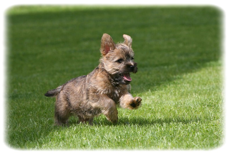 Cairn Terrier