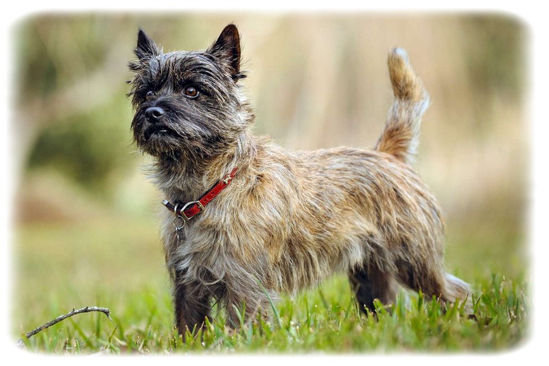 Cairn Terrier