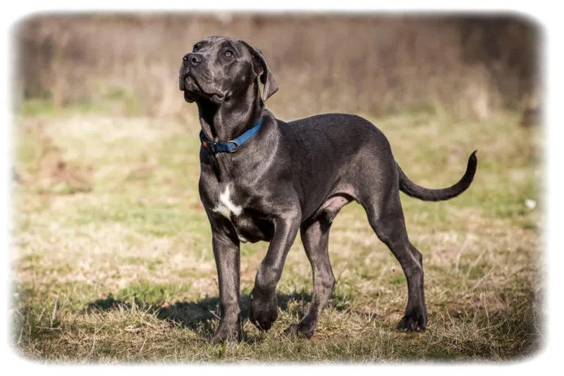 Cane Corso Irkı