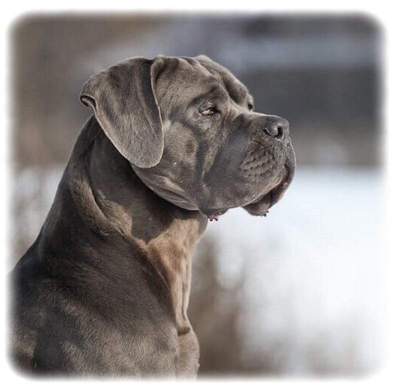 Cane Corso