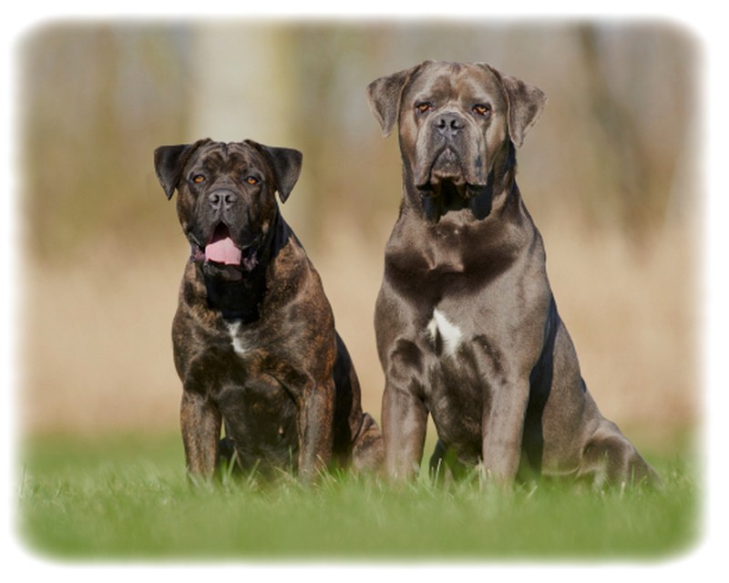 Cane Corso