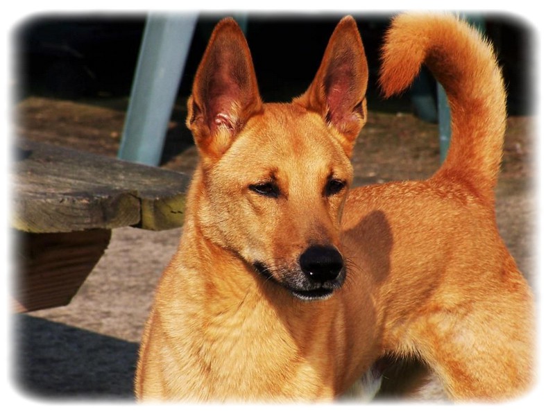 Carolina Dog