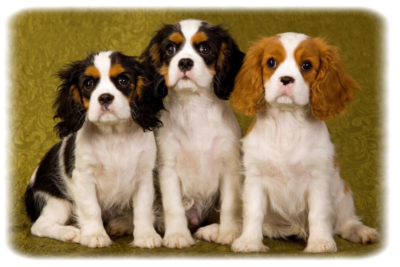 Cavalier King Charles Spaniel