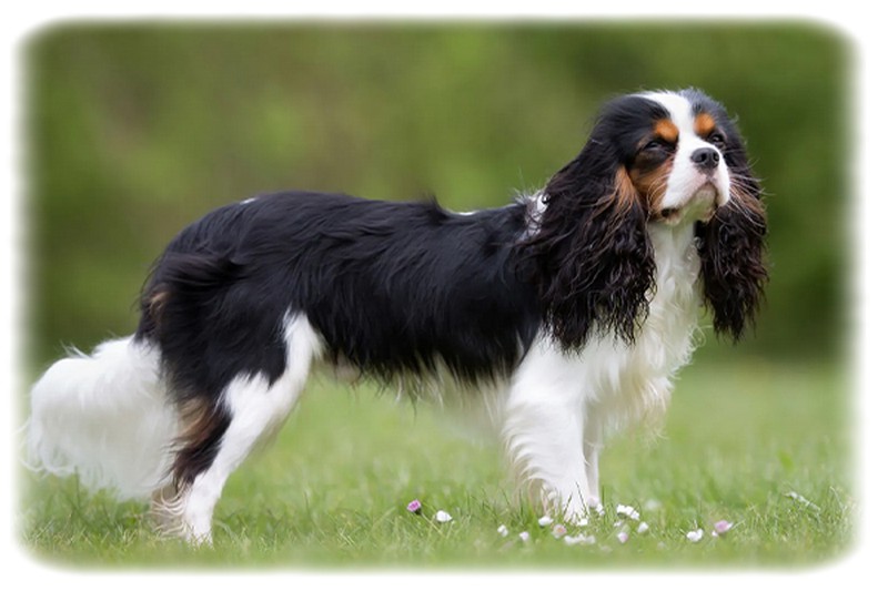 Cavalier King Charles Spaniel
