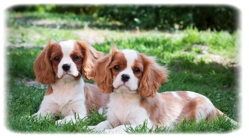 Cavalier King Charles Spaniel