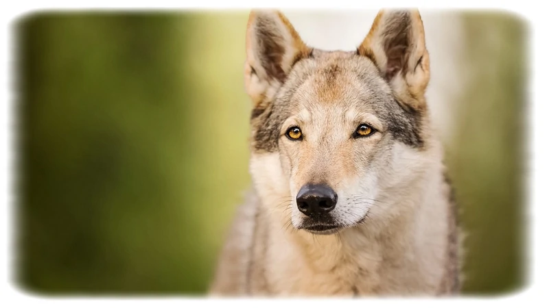 Çekoslovak Kurt Köpeği