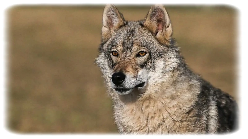 Çekoslovak Kurt Köpeği