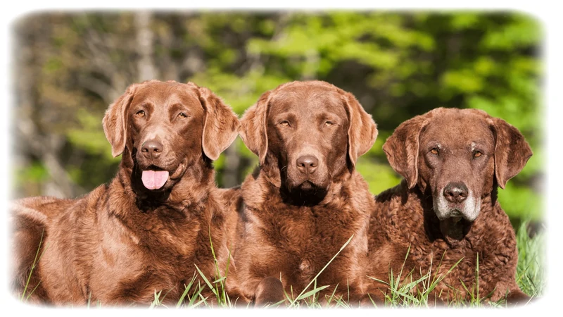 Chesapeake Bay Retriever