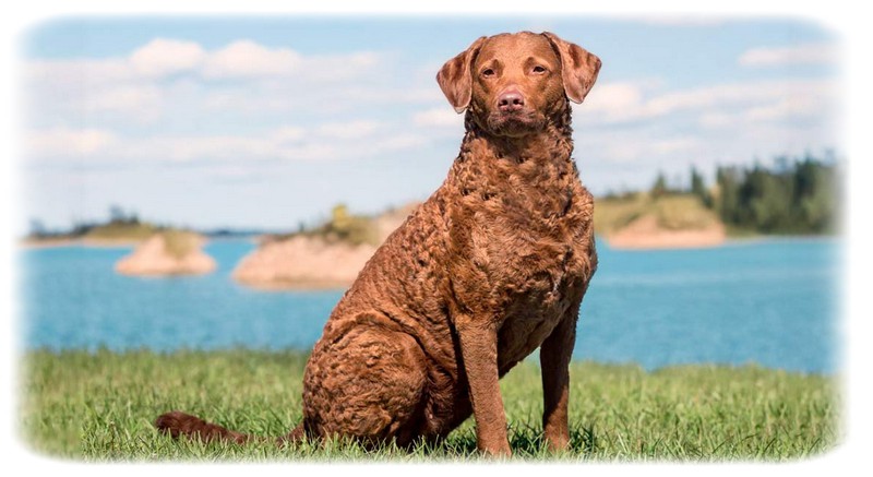Chesapeake Bay Retriever