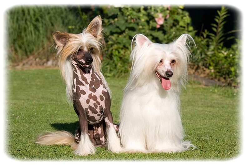 Chinese Crested Dog