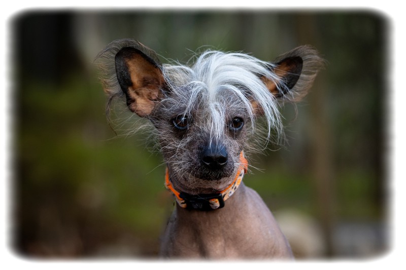 Chinese Crested Dog