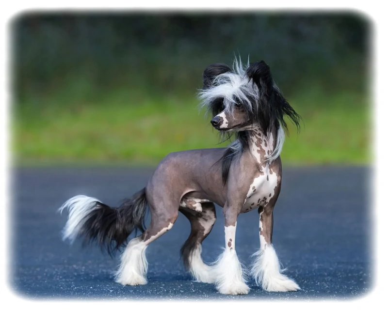 Chinese Crested Dog