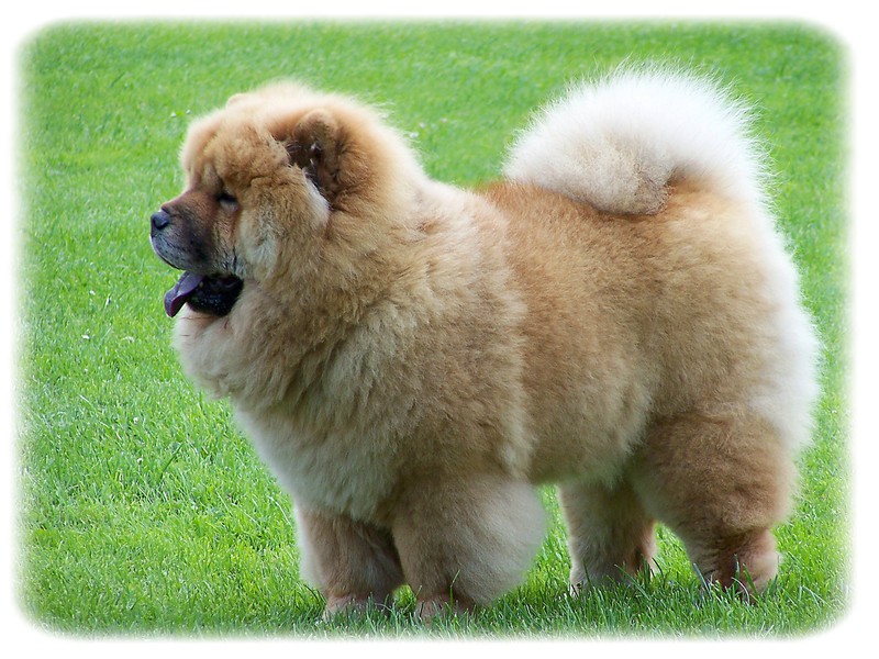 Chow Chow