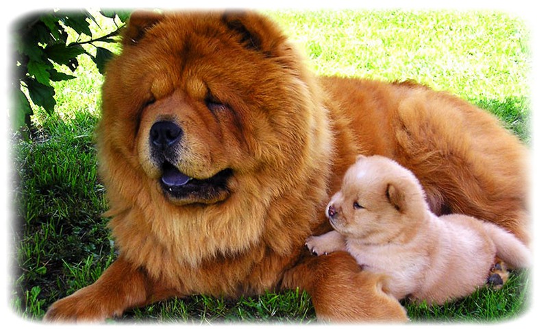 Chow Chow