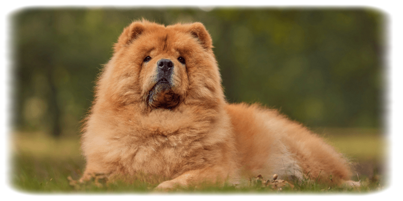 Chow Chow