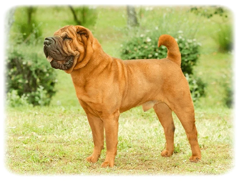 Çin Shar-Pei