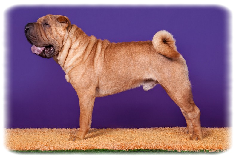 Çin Shar-Pei