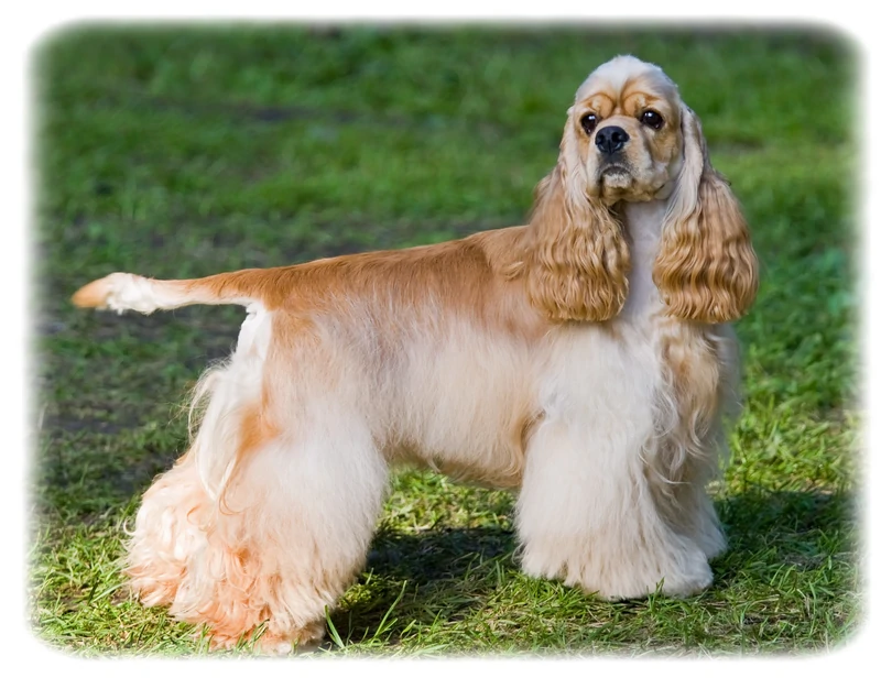 Cocker Spaniel