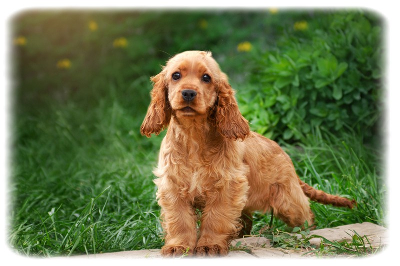 Cocker Spaniel