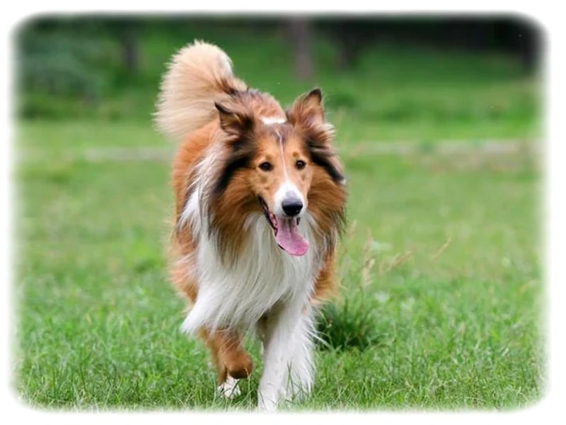 Collie